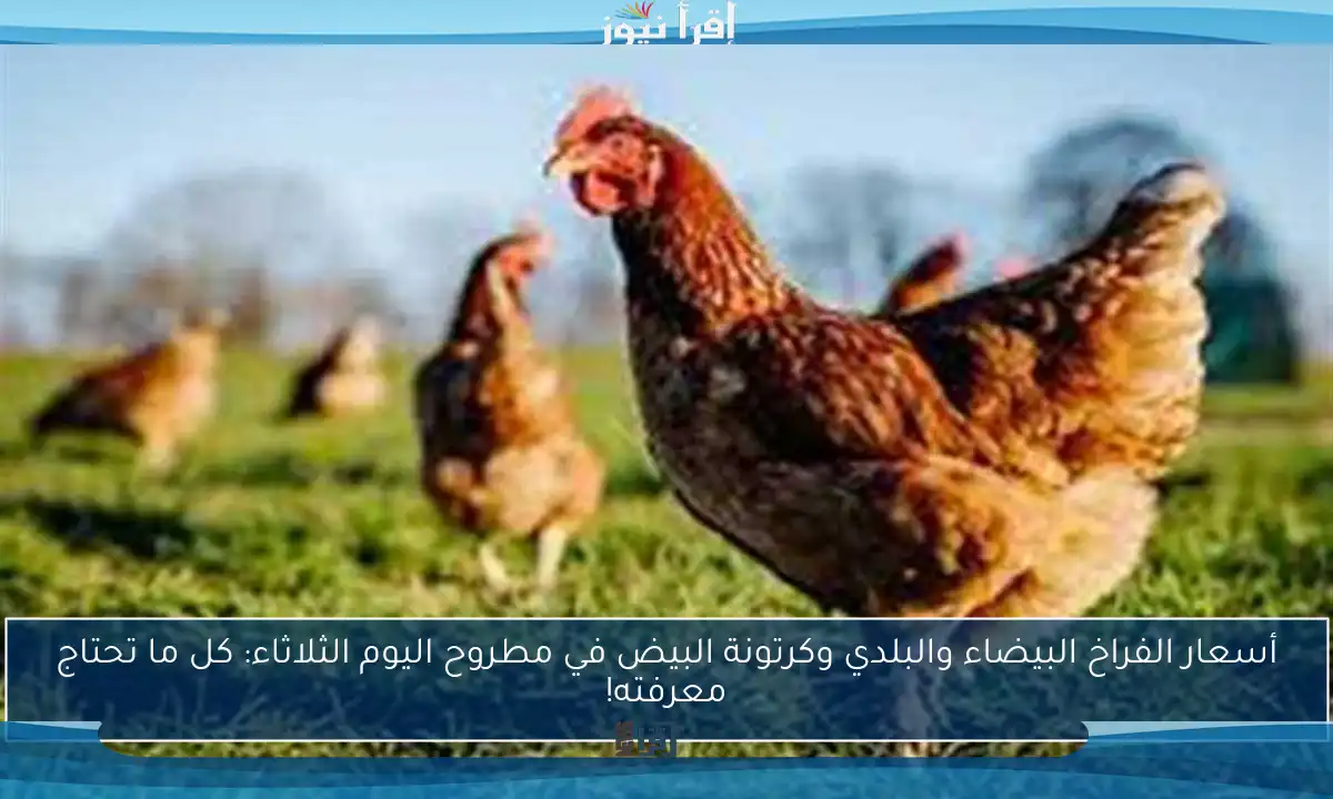 أسعار الفراخ البيضاء والبلدي وكرتونة البيض في مطروح اليوم الثلاثاء: كل ما تحتاج معرفته!