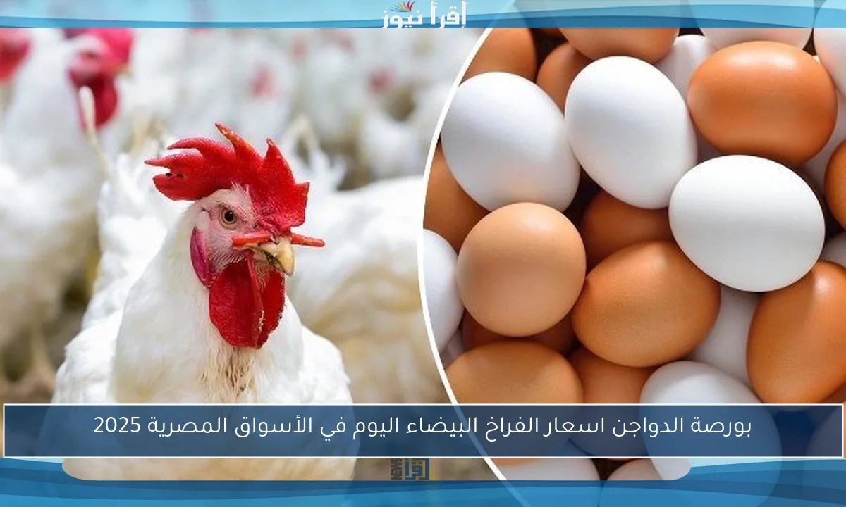 بورصة الدواجن اسعار الفراخ البيضاء اليوم في الأسواق المصرية 2025