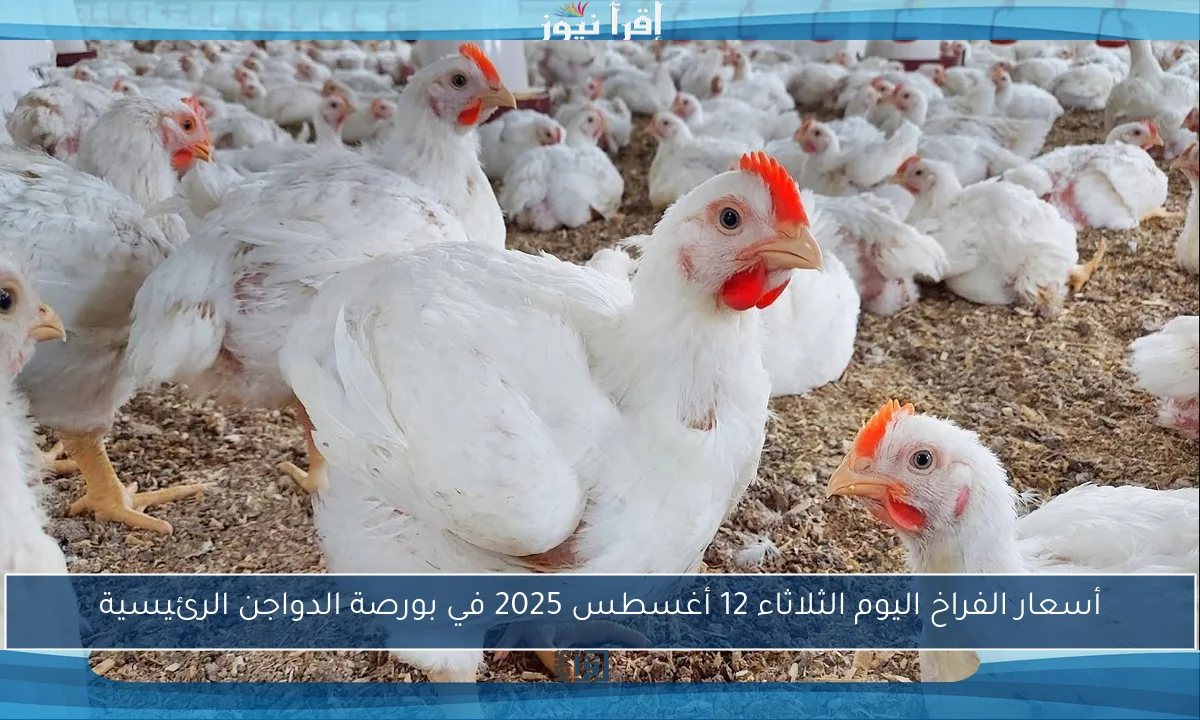 أسعار الفراخ اليوم الثلاثاء 12 أغسطس 2025 في بورصة الدواجن الرئيسية
