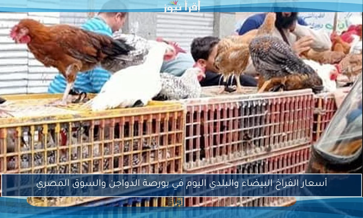 أسعار الفراخ البيضاء والبلدي اليوم في بورصة الدواجن والسوق المصري