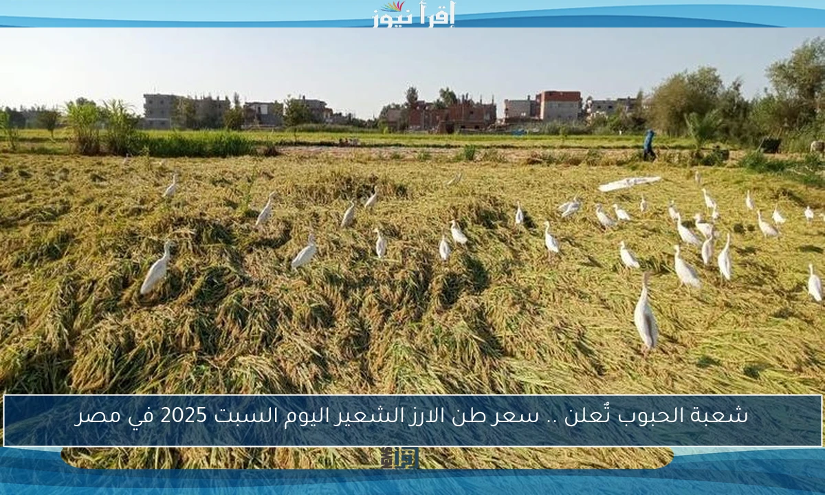 شعبة الحبوب تٌعلن .. سعر طن الارز الشعير اليوم السبت 2025 في مصر