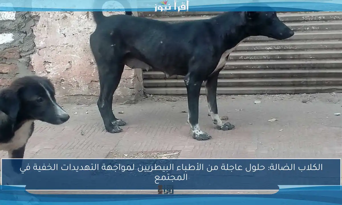 الكلاب الضالة: حلول عاجلة من الأطباء البيطريين لمواجهة التهديدات الخفية في المجتمع