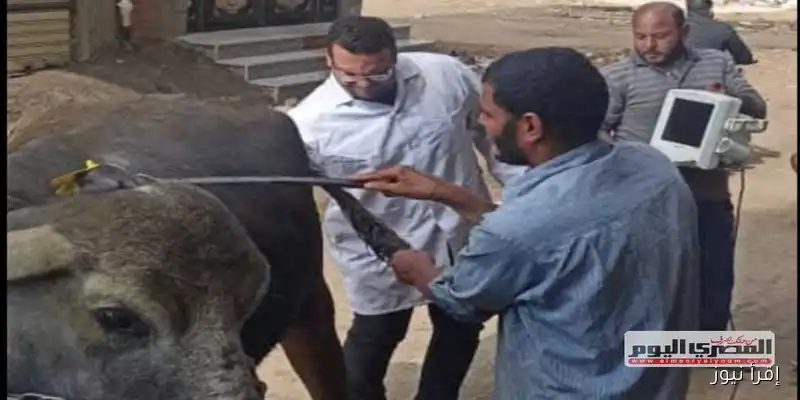 «بيطري كفر الشيخ: تشخيص وعلاج 3100 رأس من الماشية في أغسطس»