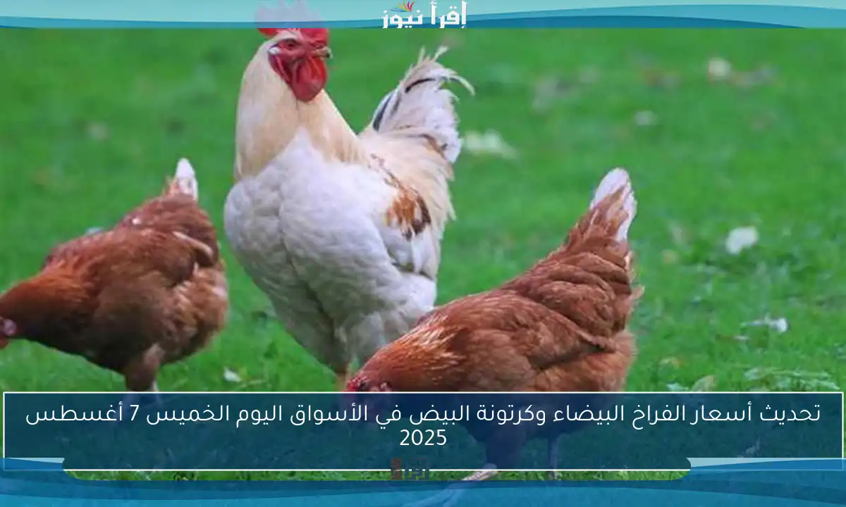 تحديث أسعار الفراخ البيضاء وكرتونة البيض في الأسواق اليوم الخميس 7 أغسطس 2025