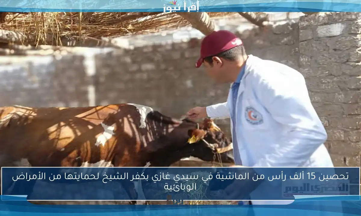 تحصين 15 ألف رأس من الماشية في سيدي غازي بكفر الشيخ لحمايتها من الأمراض الوبائية