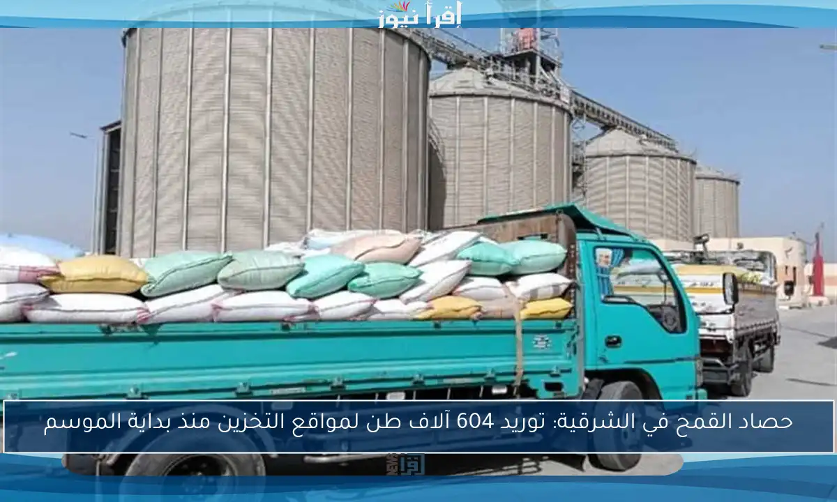 حصاد القمح في الشرقية: توريد 604 آلاف طن لمواقع التخزين منذ بداية الموسم