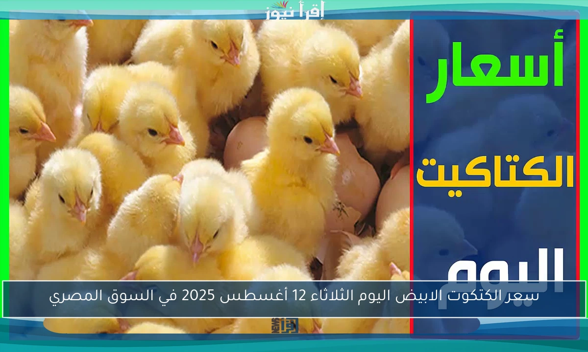 سعر الكتكوت الابيض اليوم الثلاثاء 12 أغسطس 2025 في السوق المصري