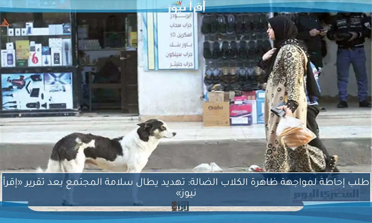 طلب إحاطة لمواجهة ظاهرة الكلاب الضالة: تهديد يطال سلامة المجتمع بعد تقرير «إقرأ نيوز»
