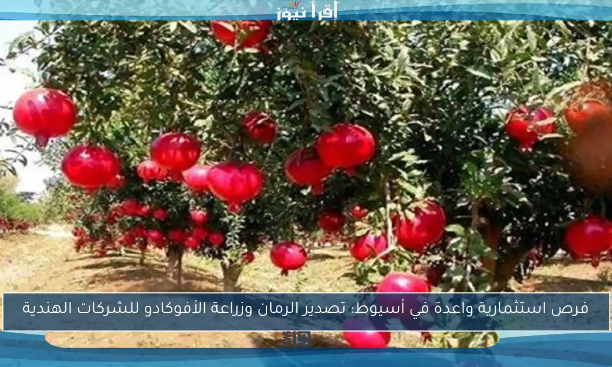 فرص استثمارية واعدة في أسيوط: تصدير الرمان وزراعة الأفوكادو للشركات الهندية