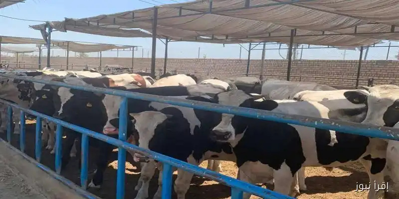 مراكز تجميع الألبان في المنيا وأسيوط متاحة للإيجار عبر مزايدة مفتوحة