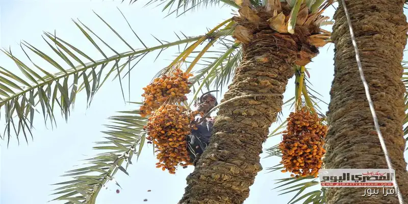 أسعار البلح في مطروح: تحديث اليوم الأحد 21 سبتمبر 2025