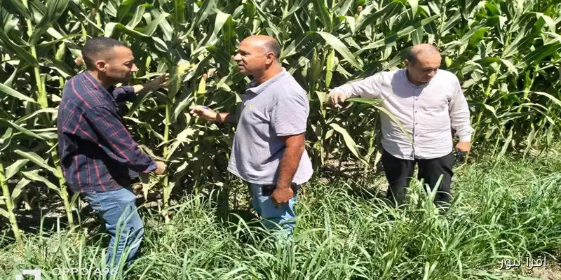 أسيوط: حصاد 351 فدانًا من المحاصيل الصيفية والبستانية – إنجاز زراعي متميز