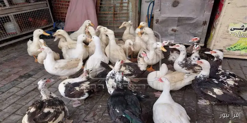 تحديث أسعار الفراخ البيضاء وكرتونة البيض في دمياط غدًا: كل ما تحتاج معرفته