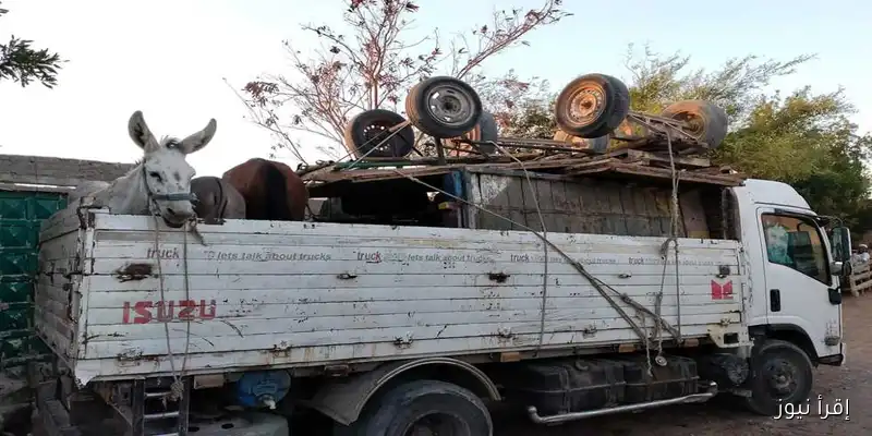 مدينة رأس غارب تبدأ إجراءات ترحيل عربات الكارو إلى قنا بعد قرار حظر سيرها في الشوارع