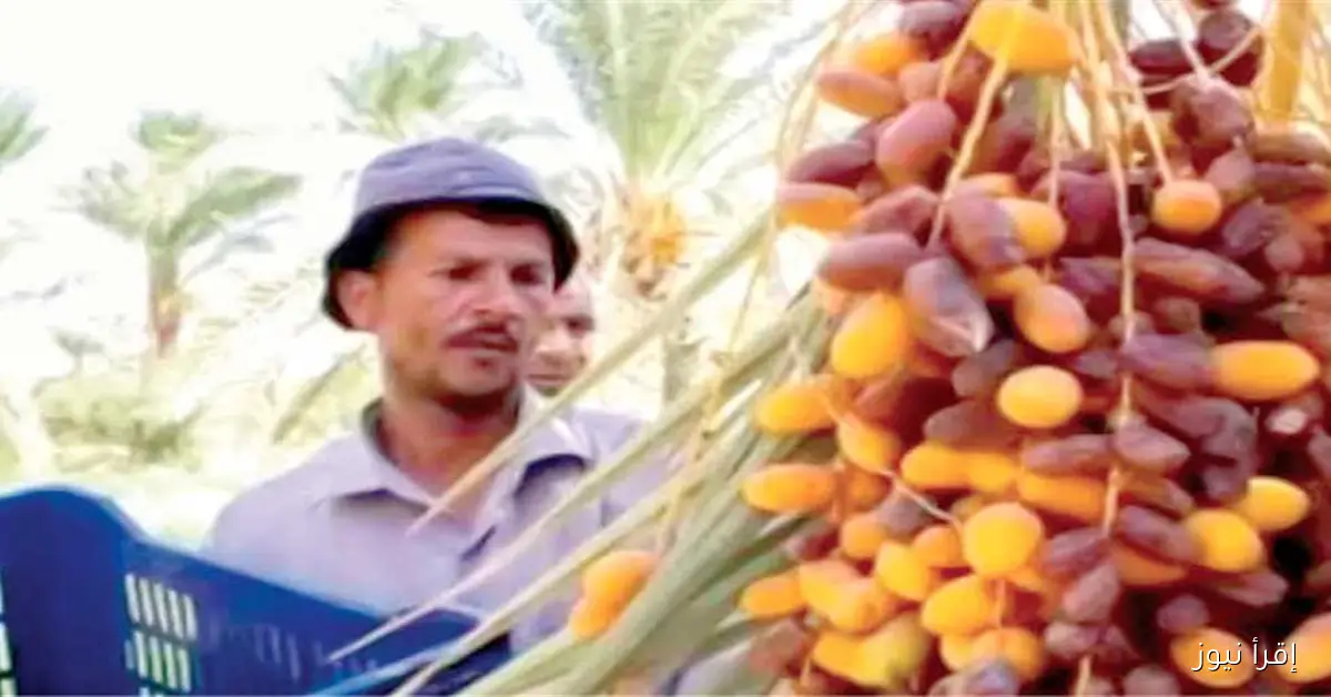 مصر تتربع على عرش إنتاج التمور عالميًا بـ 1.9 مليون طن سنويًا: إنجازات زراعية تضعها في الصدارة!